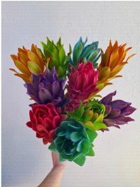 Leucadendro Tintado Mixto 50cm (7 Dias - 2)