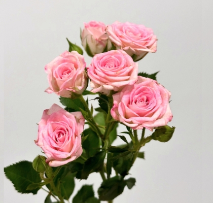 Ramificada Creamy Twister 60cm (7 Dias - 2)