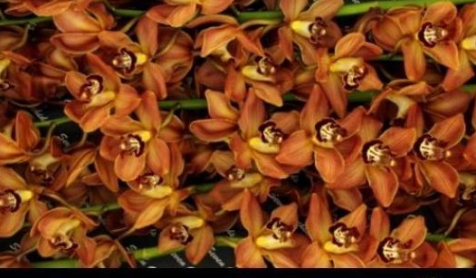 Cymbidium Soweto 80cm Nj. (7 Dias - 2)
