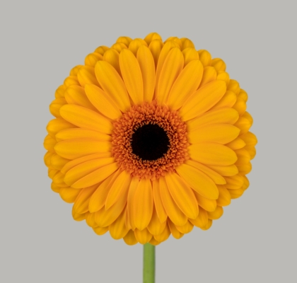 Gerbera Hol. Oaklyn "T25" (7 Dias - 2)