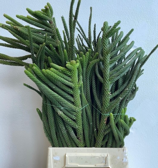 Araucaria Italia Paquete