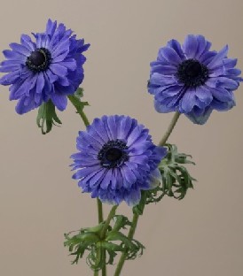 Anemona Ecu. Levante Azul 35cm