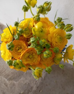 Ranunculos Ecu. Moderna Giallo 50cm