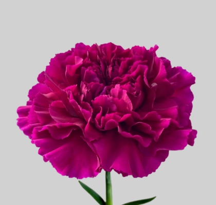 Clavel Hol. 65cm Zafiro Mor.