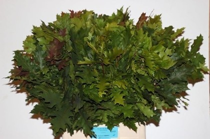 Roble Hol. Overig Natural 80cm