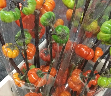 Solanum De Tomatito En Rama 70cm