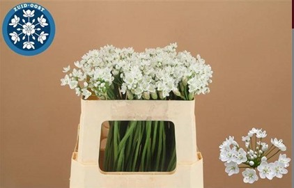 Allium Flocon 50cm Bl.