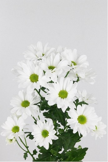 Margarita Hol. Bac. Kennedy 75gr Bl A2