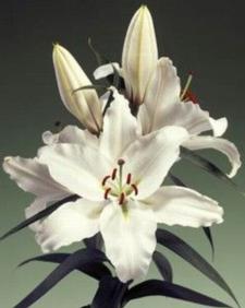 Oriental Hol. Bl. Tomorrow 95cm 3 fl.