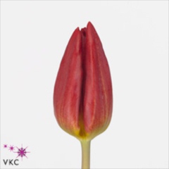 Tulipan Hol. Strong Fire Rojo 45cm