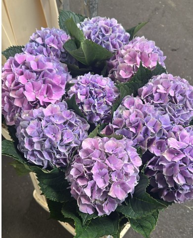 Hortensia Hol. Roy Benefit 70cm 18/20 Lavanda