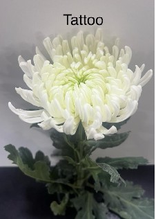 Uniflor Ecu. Tattoo Bl