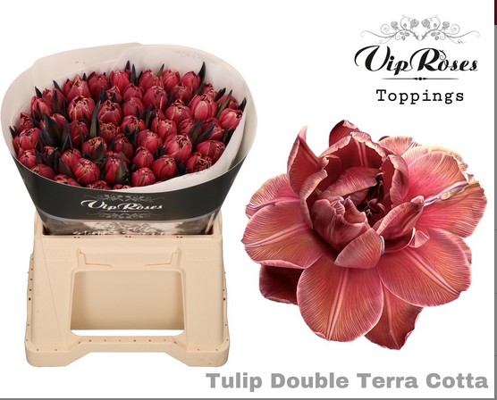 Tulipan Hol. Tint. Double Terra cotta 40cm "T50"