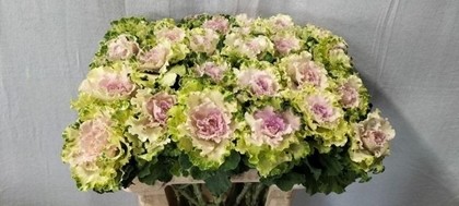 Brassica Hol. Crane Ruffle Bicolor 60cm
