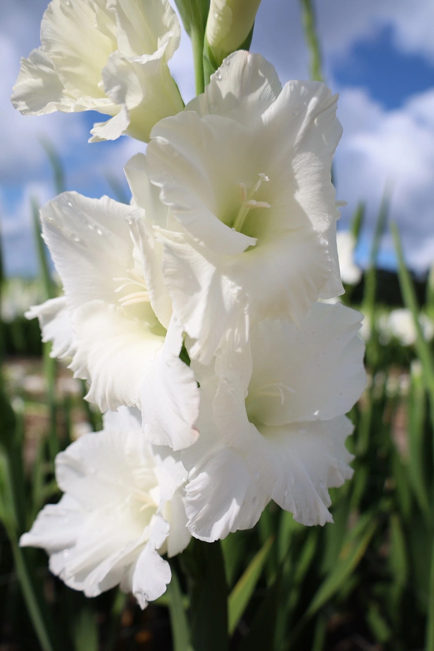 Gladiolo Hol. Nova Zembla 110cm (50cm espiga)