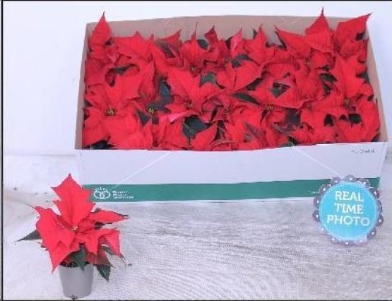 P. Poinsetia P Chr F Red 6/17cm "CC20"