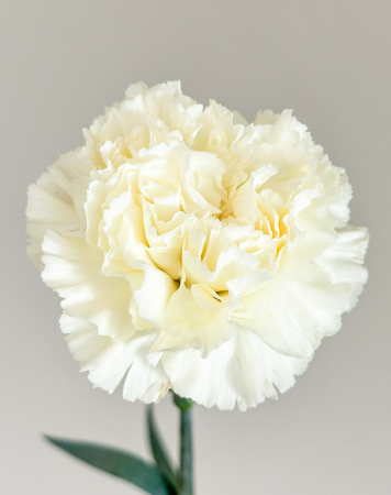 Clavel Nac. 60cm Diletta Crema