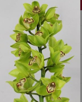 Cymbidium Mambo 80vm Vd.