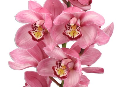 Cymbidium Tjakka 80cm Rs