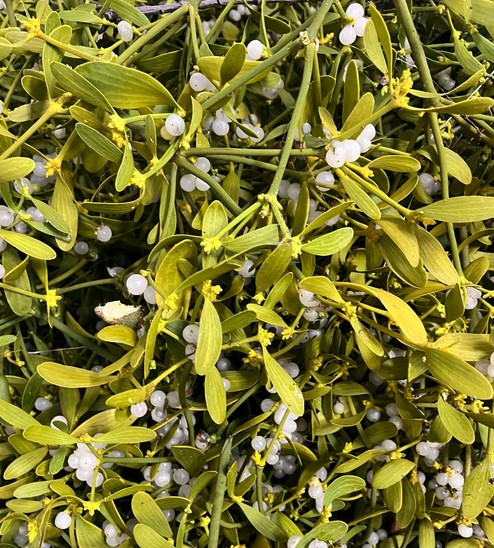 Muerdago Amarillo Caja Margarita A2