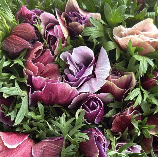 Anemona Italia Mistral Lila 45cm "Extra"