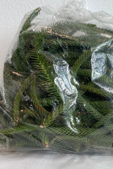 Araucaria Italia Bolsa