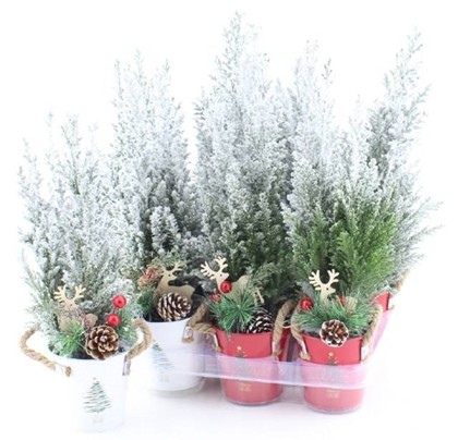 P. Cham. L Ellwoodii Decorado+nieve 10/37cm x11