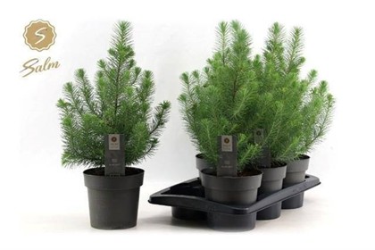 P. Arbol Pinus Silver Crest 17/47cm x6