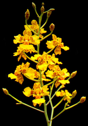 Dendro Oncidium 65cm (7 Dias - 2)