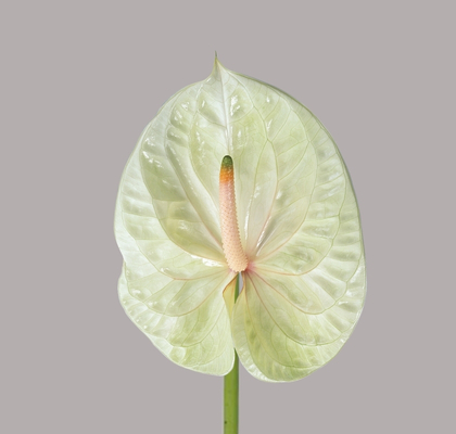 Anthurium Hol. Champany 11  "CC16" (7 Dias - 2)