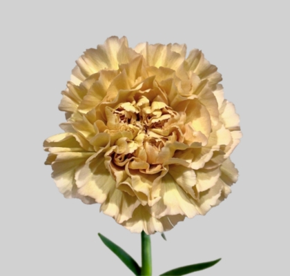 Clavel Col. Select Lege Marrone (7 Dias - 2)