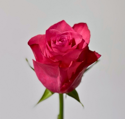 Rosa Ecu. Lola 60cm (7 Dias - 2)