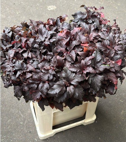 Physocar Op Diabolo 60cm "T25" (7 Dias - 2)