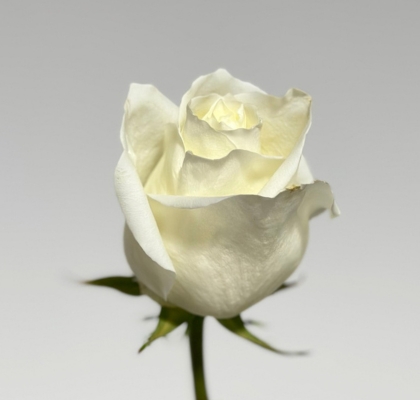 Rosa Ecu. Artica 70cm (7 Dias - 2)