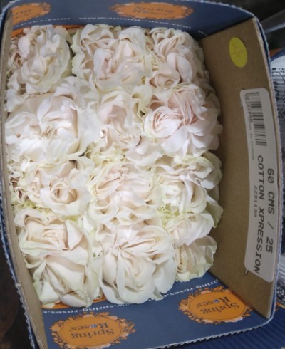 Rosa Ecu. Cotton Xpression 70cm Bl. (7 Dias - 2)