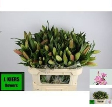 Oriental Hol. Rs. Maldonado 75cm 3 fl. (7 Dias - 2)