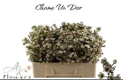 Flor Cera Hol. Dor 50cm 30gr Bl. "T25" (7 Dias - 2)