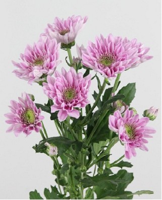 Margarita Nac. Belicia 75gr Rs (7 Dias - 2)