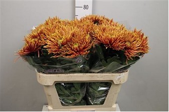 Uniflor Hol. Anastasia Saffina Dark 80gr (7 Dias - 2)