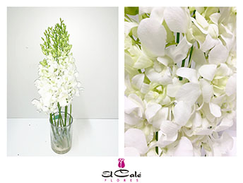 Dendro Blanco 55cm (7 Dias - 2)