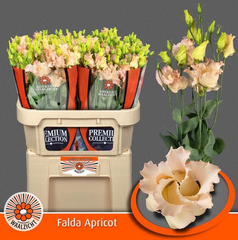 Lisiantus Hol. Falda Apricot 70cm 55gr "Waalzicht" (7 Dias - 2)