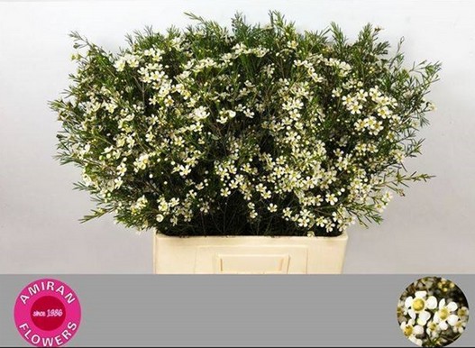 Flor Cera Hol. White Star 70cm 30gr "T25" Bl.