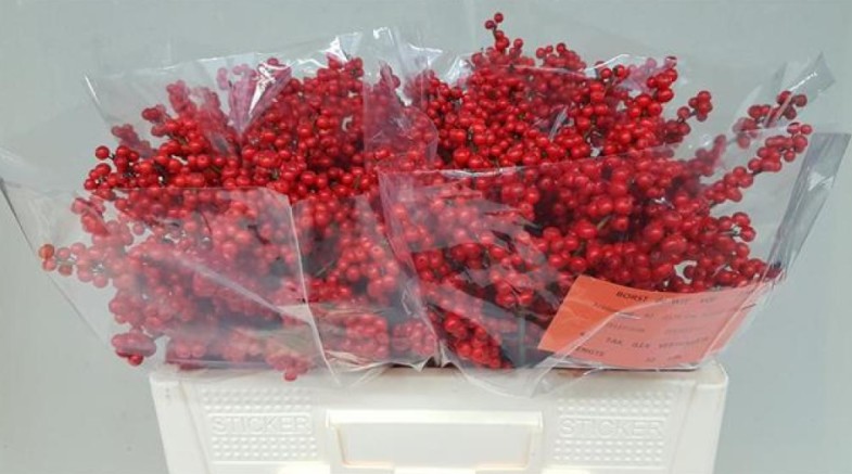 Ilex Verticillata 50cm