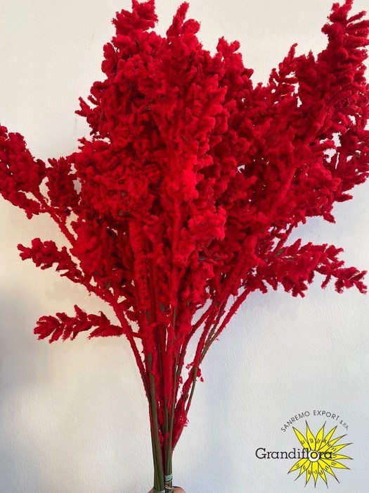 Ruscus Wild Floc Nieve Roja 65cm "T25"