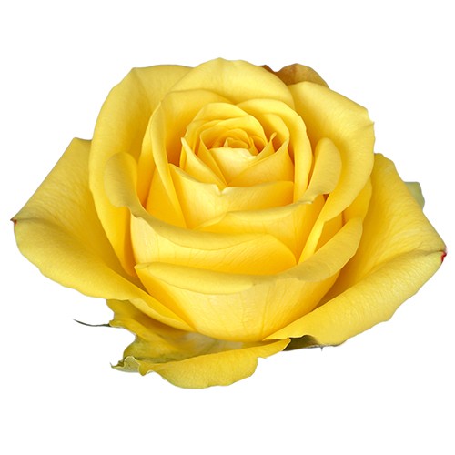 Rosa Col. Gisele 60cm Am