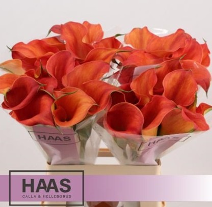 Calla Sunset Passion 65cm Nj.