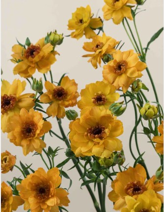 Ranunculos Ecu. Moderna Vivaldi 50cm