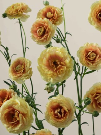 Ranunculos Ecu. Moderna Miele 70cm