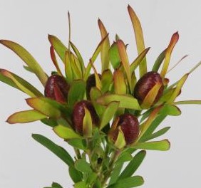 Leucadendro Ayoba Cherry Pear 40cm