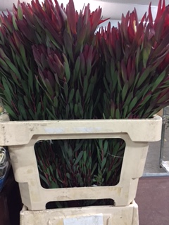 Leucadendro Ramif. Hol. Blush 50cm